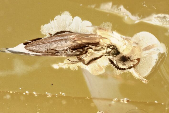 Detailed Fossil Wasp (Torymidae) in Baltic Amber #335685